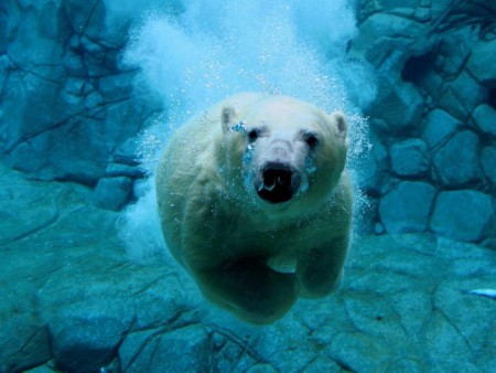 Oso Polar